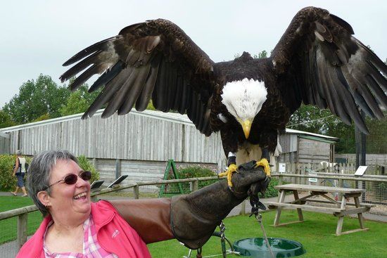 Hawkridge Bird of Prey Centre